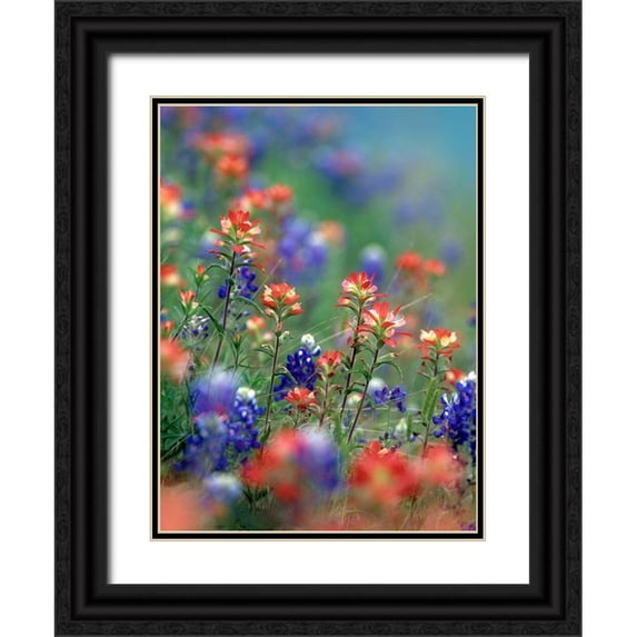 Fitzharris, Tim 11x14 Black Ornate Wood Framed with Double Matting Museum Art Print Titled - Texas Bluebonnets and Indian Paintbrushes-Hill Country-Texas