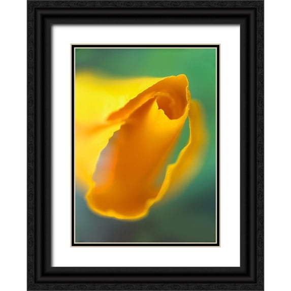Fitzharris, Tim 11x14 Black Ornate Wood Framed with Double Matting Museum Art Print Titled - California Poppy