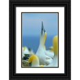 thumbnail image 1 of Fitzharris, Tim 11x14 Black Ornate Wood Framed with Double Matting Museum Art Print Titled - Northern Gannet I, 1 of 4