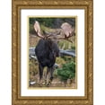 thumbnail image 1 of Fitzharris, Tim 11x14 Gold Ornate Wood Framed with Double Matting Museum Art Print Titled - Bull moose-Glacier National Park-Montana,, 1 of 4