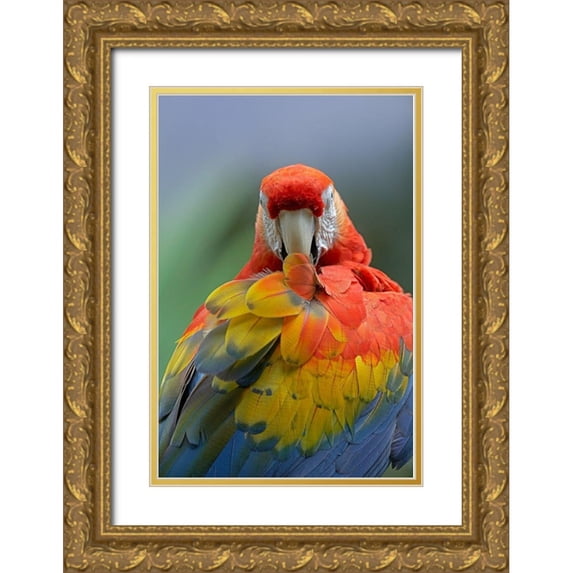 Fitzharris, Tim 11x14 Gold Ornate Wood Framed with Double Matting Museum Art Print Titled - Scarlet Macaw Preening II