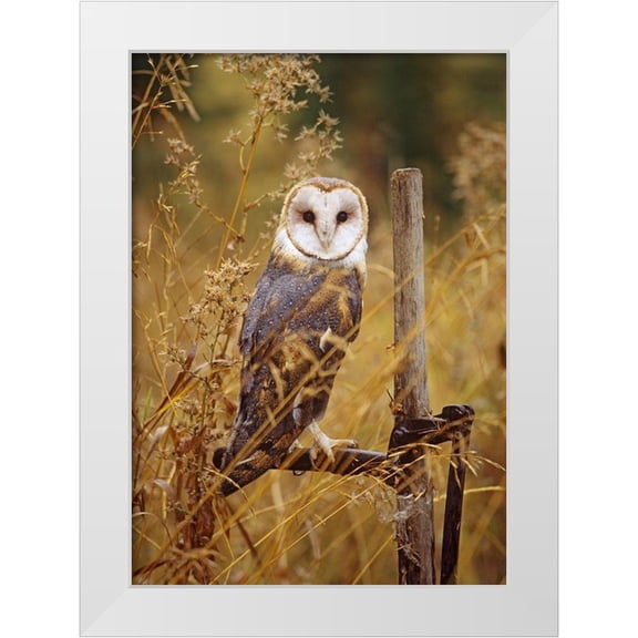 Fitzharris, Tim 11x14 White Modern Wood Framed Museum Art Print Titled - Barn Owl I