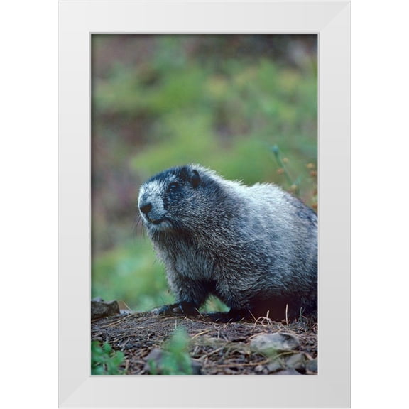 Fitzharris, Tim 11x14 White Modern Wood Framed Museum Art Print Titled - Hoary Marmot