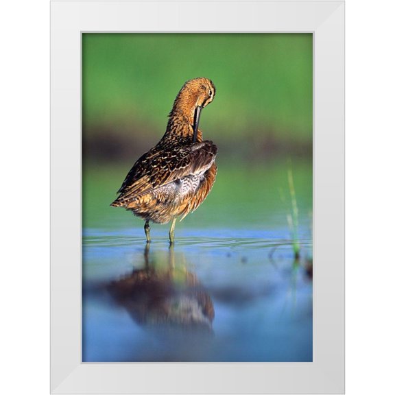 Fitzharris, Tim 11x14 White Modern Wood Framed Museum Art Print Titled - Long-billed Dowitcher Preening