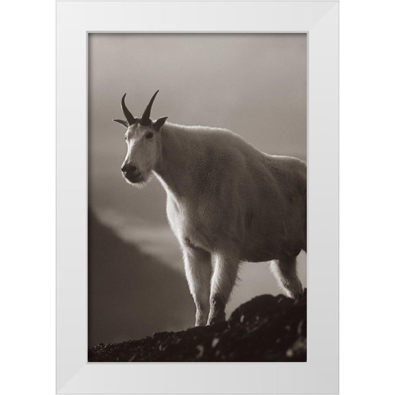 Fitzharris, Tim 11x14 White Modern Wood Framed Museum Art Print Titled - Mountain goat Sepia