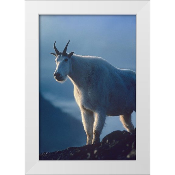 Fitzharris, Tim 11x14 White Modern Wood Framed Museum Art Print Titled - Mountain goat