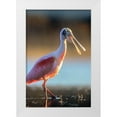 thumbnail image 1 of Fitzharris, Tim 11x14 White Modern Wood Framed Museum Art Print Titled - Roseate Spoonbill, 1 of 4