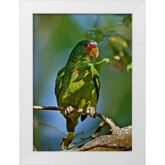 Fitzharris, Tim 11x14 White Modern Wood Framed Museum Art Print Titled - White-fronted Parrot I