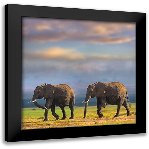 Fitzharris, Tim 12x12 Black Modern Framed Museum Art Print Titled - African elephants-Amboseli National Park-Kenya