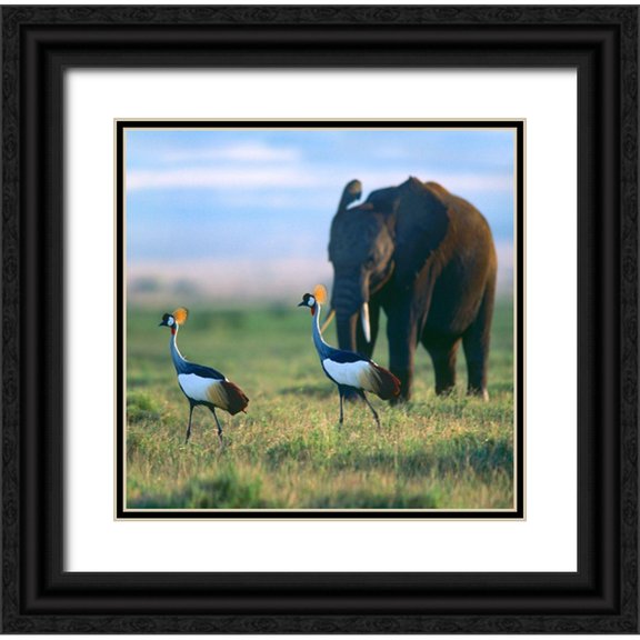 Fitzharris, Tim 12x12 Black Ornate Wood Framed with Double Matting Museum Art Print Titled - Crowned Cranes with Elephant-Amboseli National Park-Kenya