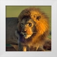 thumbnail image 1 of Fitzharris, Tim 12x12 White Modern Wood Framed Museum Art Print Titled - African Lion, 1 of 4