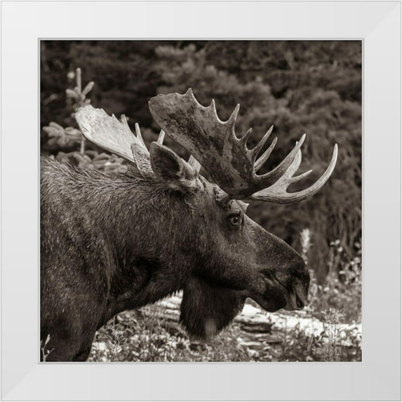 Fitzharris, Tim 12x12 White Modern Wood Framed Museum Art Print Titled - Bull moose-Glacier National Park-Montana,
