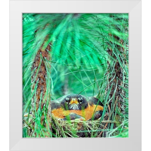 Fitzharris, Tim 12x13 White Modern Wood Framed Museum Art Print Titled - American Robin on the Nest
