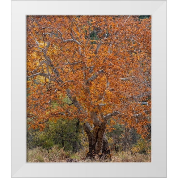 Fitzharris, Tim 12x13 White Modern Wood Framed Museum Art Print Titled - Sycamore Tree-East Verde River-Arizona-USA