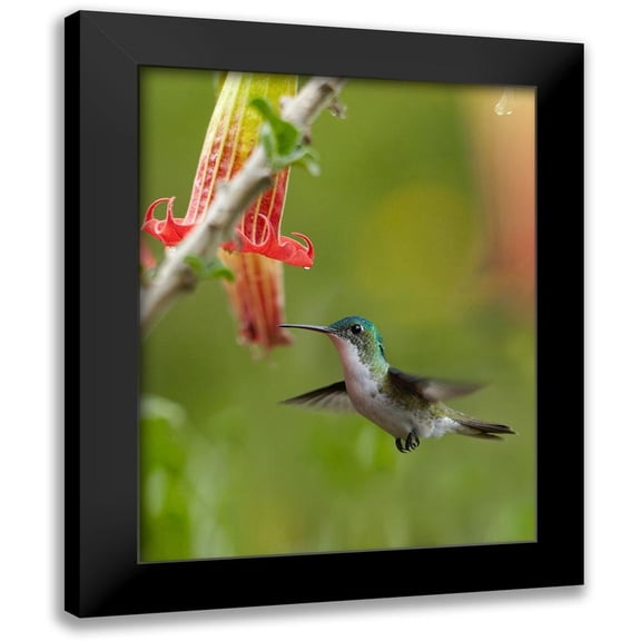 Fitzharris, Tim 12x14 Black Modern Framed Museum Art Print Titled - Andean Emerald Hummingbird
