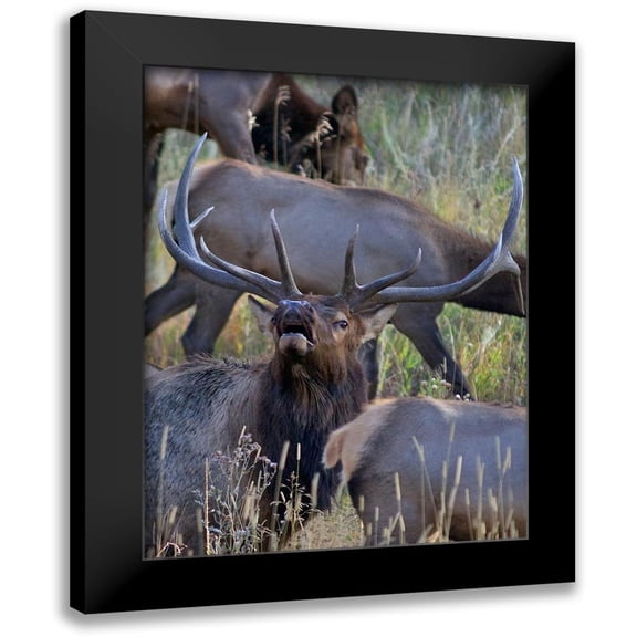 Fitzharris, Tim 12x14 Black Modern Framed Museum Art Print Titled - Bull elk bugling with harem-Colorado