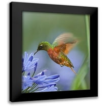 Fitzharris, Tim 12x14 Black Modern Framed Museum Art Print Titled - Chestnut Breasted Coronet Hummingbirds