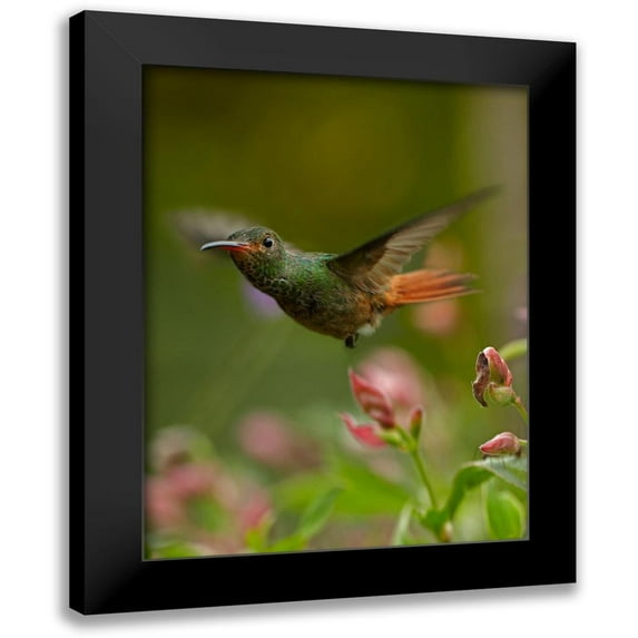 Fitzharris, Tim 12x14 Black Modern Framed Museum Art Print Titled - Rufous Tailed Hummingbird