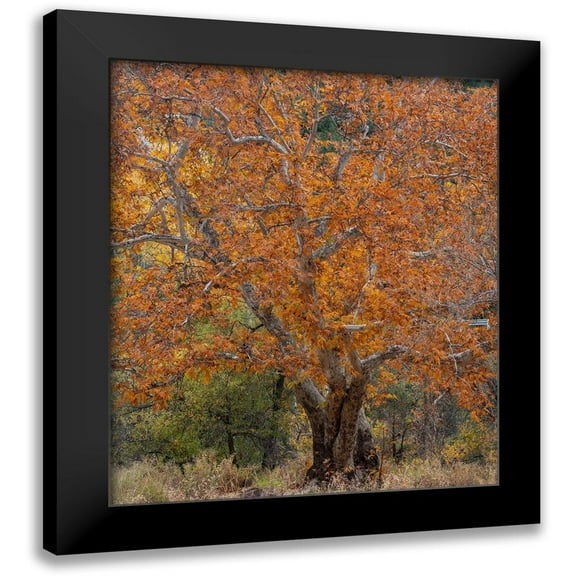 Fitzharris, Tim 12x14 Black Modern Framed Museum Art Print Titled - Sycamore Tree-East Verde River-Arizona-USA