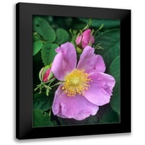 Fitzharris, Tim 12x14 Black Modern Framed Museum Art Print Titled - Wild Rose