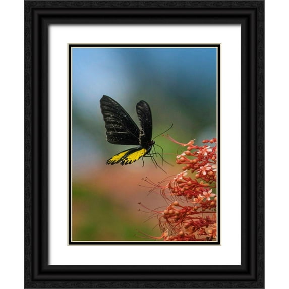 Fitzharris, Tim 12x14 Black Ornate Wood Framed with Double Matting Museum Art Print Titled - Birdwing butterfly Indonesia