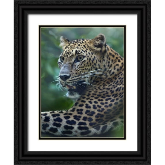 Fitzharris, Tim 12x14 Black Ornate Wood Framed with Double Matting Museum Art Print Titled - Leopard