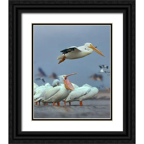 Fitzharris, Tim 12x14 Black Ornate Wood Framed with Double Matting Museum Art Print Titled - White Pelicans at Bolivar Flats-Texas