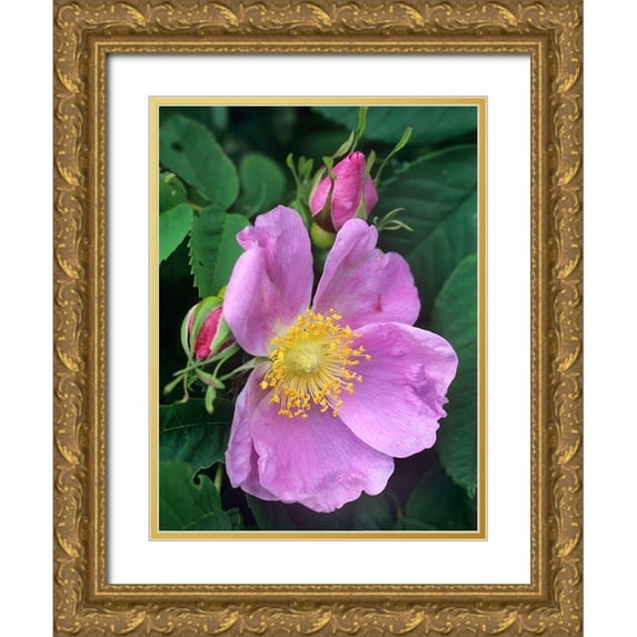 Fitzharris, Tim 12x14 Gold Ornate Wood Framed with Double Matting Museum Art Print Titled - Wild Rose