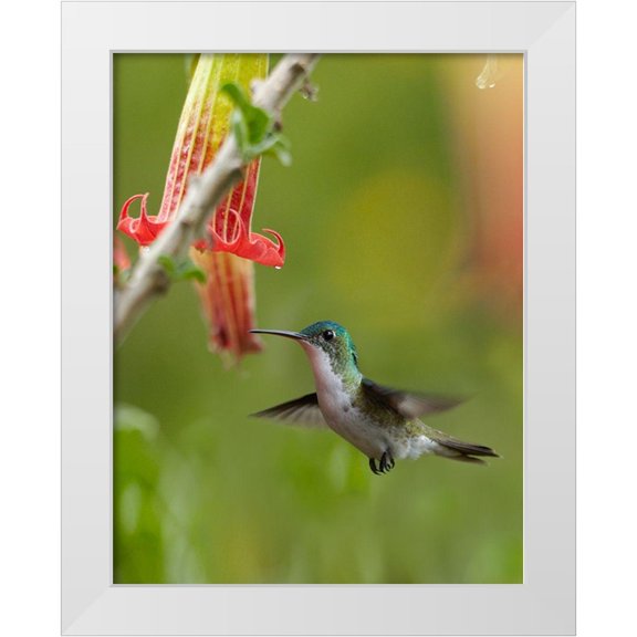 Fitzharris, Tim 12x14 White Modern Wood Framed Museum Art Print Titled - Andean Emerald Hummingbird