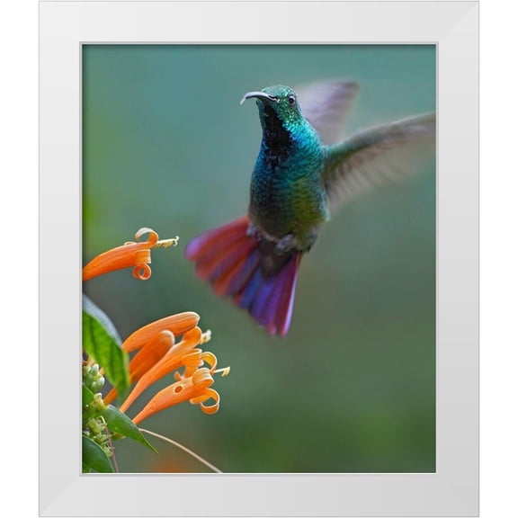 Fitzharris, Tim 12x14 White Modern Wood Framed Museum Art Print Titled - Green Breasted Mango Hummingbird at Flame Vine