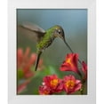 thumbnail image 1 of Fitzharris, Tim 12x14 White Modern Wood Framed Museum Art Print Titled - Sword-Billed Hummingbird, 1 of 4