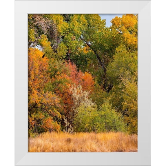 Fitzharris, Tim 12x14 White Modern Wood Framed Museum Art Print Titled - Verde River Valley near Camp Verde-Arizona-USA