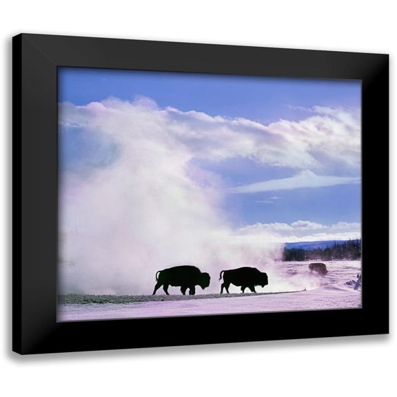 Fitzharris, Tim 13x12 Black Modern Framed Museum Art Print Titled - Bison at a Hot Spring-Yellowstone National Park-Wyoming