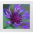 thumbnail image 1 of Fitzharris, Tim 13x12 White Modern Wood Framed Museum Art Print Titled - Mountain Bluet, 1 of 4