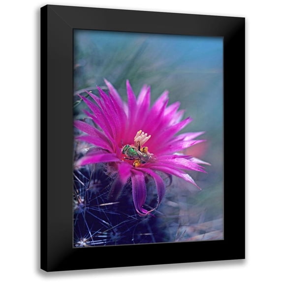 Fitzharris, Tim 13x18 Black Modern Framed Museum Art Print Titled - Bee in Hedgehog Cactus