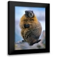 thumbnail image 1 of Fitzharris, Tim 13x18 Black Modern Framed Museum Art Print Titled - Yellow-bellied marmot, 1 of 5