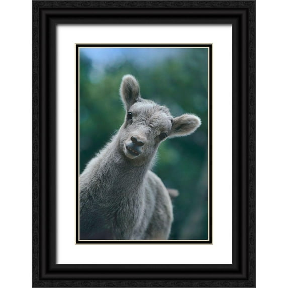 Fitzharris, Tim 13x18 Black Ornate Wood Framed with Double Matting Museum Art Print Titled - Bighorn Sheep lamb