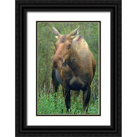 Fitzharris, Tim 13x18 Black Ornate Wood Framed with Double Matting Museum Art Print Titled - Moose