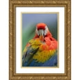 thumbnail image 1 of Fitzharris, Tim 13x18 Gold Ornate Wood Framed with Double Matting Museum Art Print Titled - Scarlet Macaw Preening II, 1 of 4