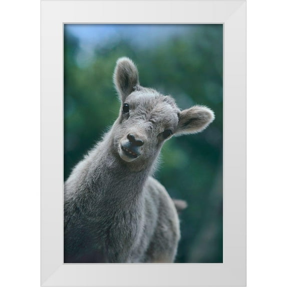 Fitzharris, Tim 13x18 White Modern Wood Framed Museum Art Print Titled - Bighorn Sheep lamb