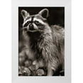 thumbnail image 1 of Fitzharris, Tim 13x18 White Modern Wood Framed Museum Art Print Titled - Raccoon Sepia, 1 of 4