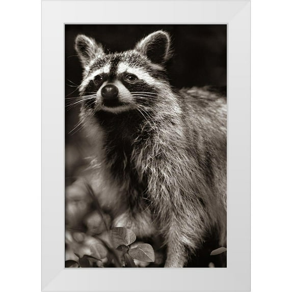 Fitzharris, Tim 13x18 White Modern Wood Framed Museum Art Print Titled - Raccoon Sepia