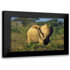 Fitzharris, Tim 14x11 Black Modern Framed Museum Art Print Titled - African elephant young dust bathing-Masai Mara Reserve-Kenya