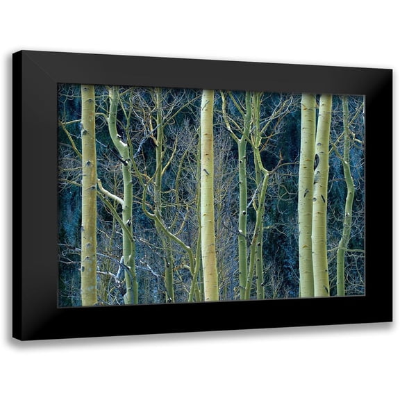 Fitzharris, Tim 14x11 Black Modern Framed Museum Art Print Titled - Aspen Trunks