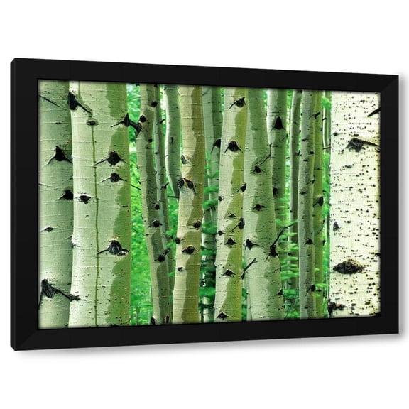 Tim Fitzharris 14x11 Black Modern Wood Framed Wall Art Titled - Aspen Trunks