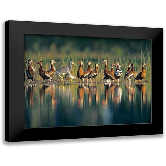 Fitzharris, Tim 14x11 Black Modern Framed Museum Art Print Titled - Black-bellied Whistling Ducks