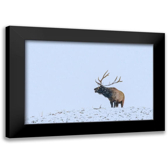 Fitzharris, Tim 14x11 Black Modern Framed Museum Art Print Titled - Bugling Elk-Yellowstone National Park-Wyoming