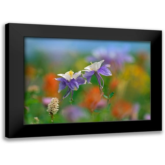 Fitzharris, Tim 14x11 Black Modern Framed Museum Art Print Titled - Colorado Coulmbine
