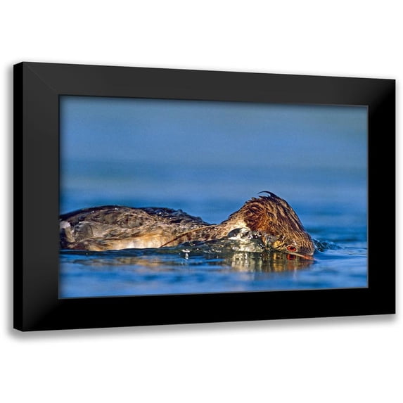 Fitzharris, Tim 14x11 Black Modern Framed Museum Art Print Titled - Common merganser-Ding Darling National Wildlife Refuge-Florida