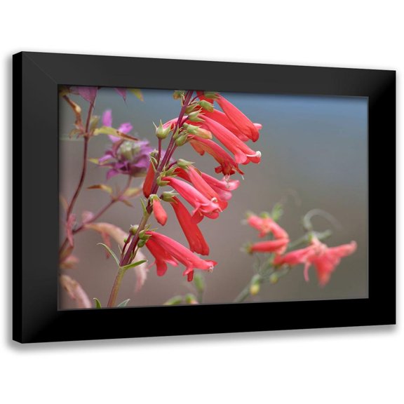Fitzharris, Tim 14x11 Black Modern Framed Museum Art Print Titled - Firecracker Penstemon